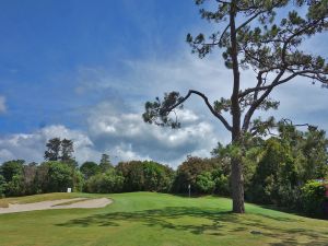 Titirangi 2nd Tree